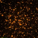 NGC6134
