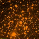 NGC6242 